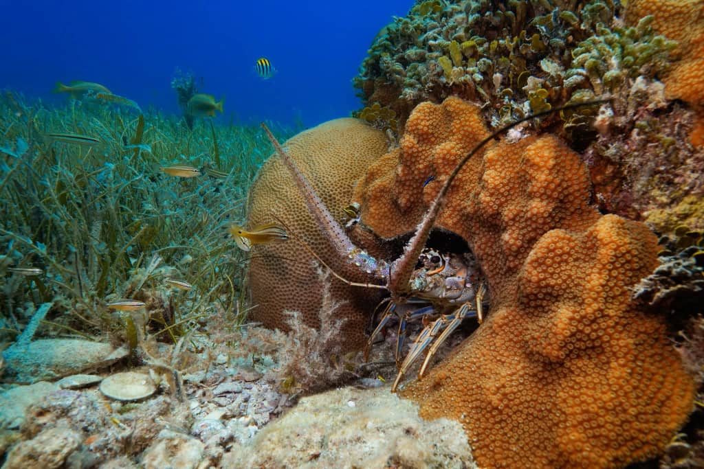 Vibrant coral reef underwater