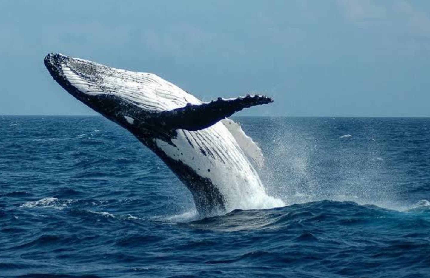 Humpback Whale Watching