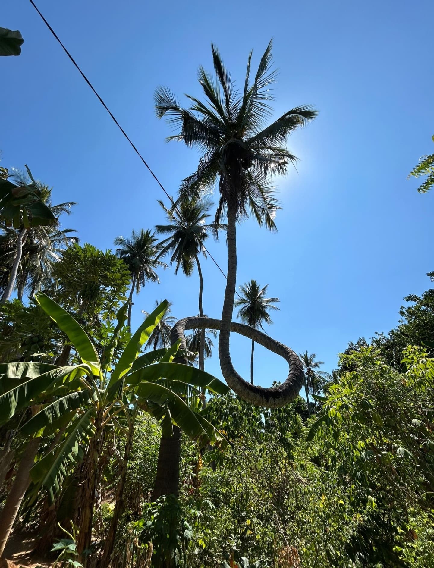 Tall palm tree against blue sky