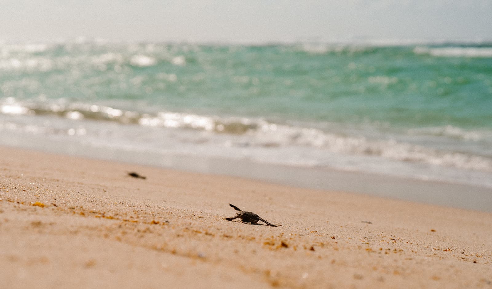 Sea turtle swimming in crystal waters
