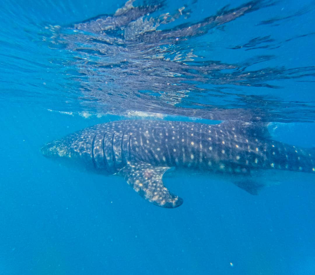 Whale shark swimming in clear waters