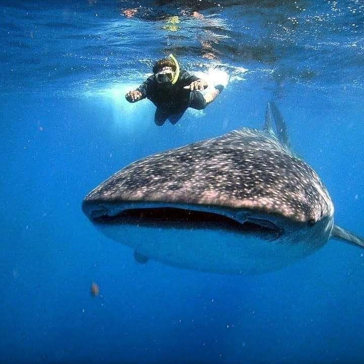 Snorkeling alongside a gentle whale shark